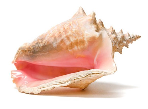 A pink conch shell on a white background, perfect for Key West wedding photographs.