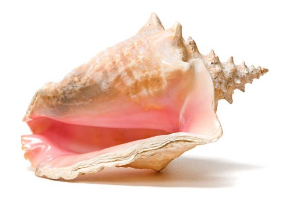 conch-shell