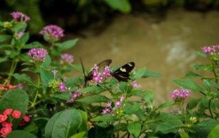 Two butterflies perched on pink flowers in a garden, captured by a talented key west wedding photographer.