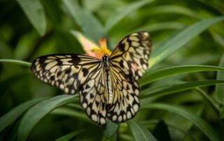 A butterfly is peacefully sitting on a vibrant green leaf.