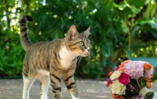 A tabby cat walking next to a bouquet of flowers at a Key West wedding.